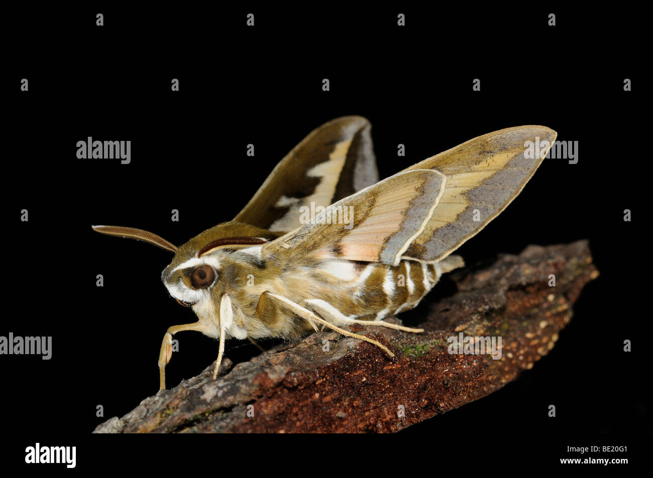Bedstraw Hawkmoth (Hyles gallii) appoggiato sulla corteccia, Oxfordshire, Regno Unito Foto Stock