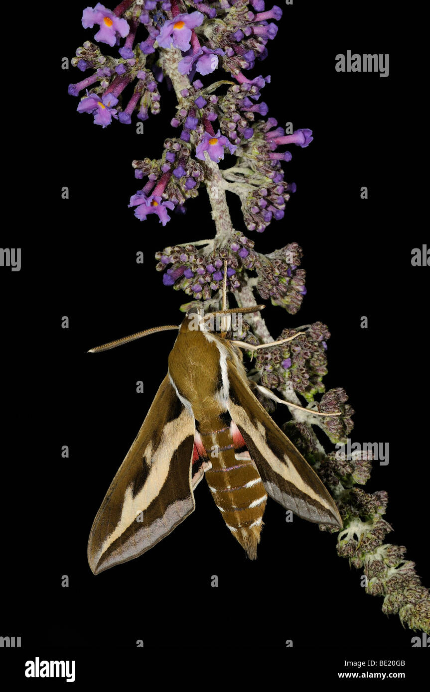 Bedstraw Hawkmoth (Hyles gallii) in appoggio sui fiori buddleia, Oxfordshire, Regno Unito. Foto Stock