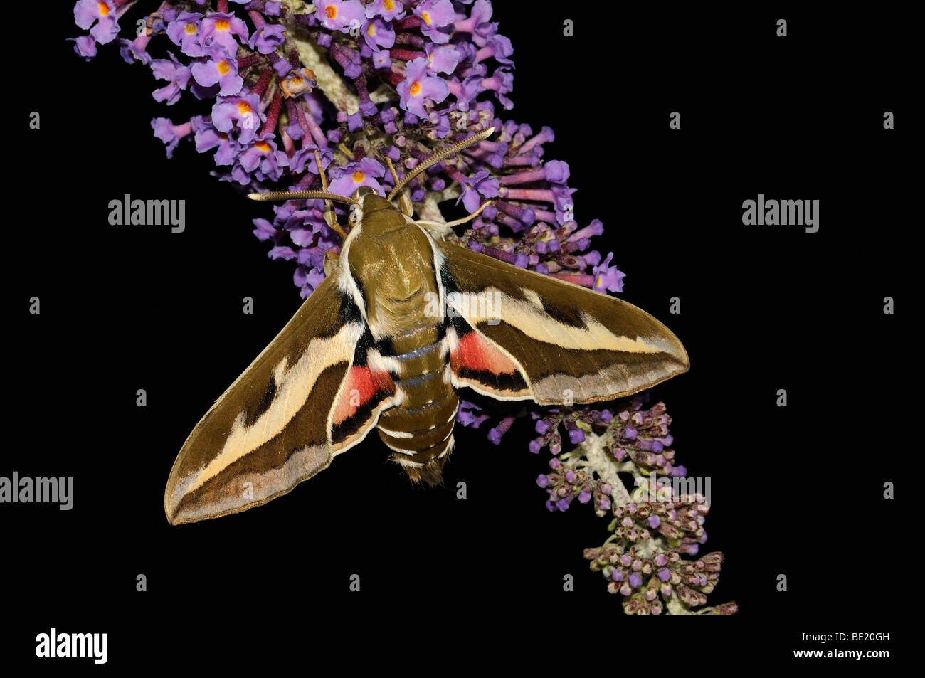 Bedstraw Hawkmoth (Hyles gallii) appoggiata sul fiore buddleia, Oxfordshire, Regno Unito. Foto Stock