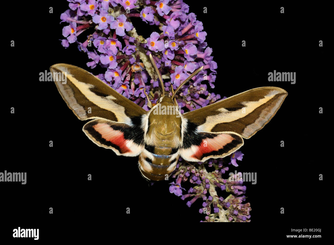 Bedstraw Hawkmoth (Hyles gallii) appoggiata sul fiore buddleia, Oxfordshire, Regno Unito. Foto Stock