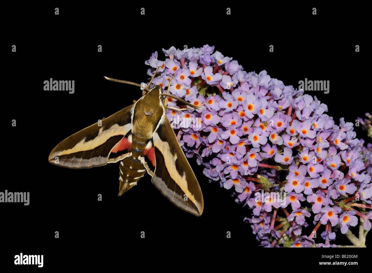 Bedstraw Hawkmoth (Hyles gallii) appoggiata sul fiore buddleia, Oxfordshire, Regno Unito. Foto Stock