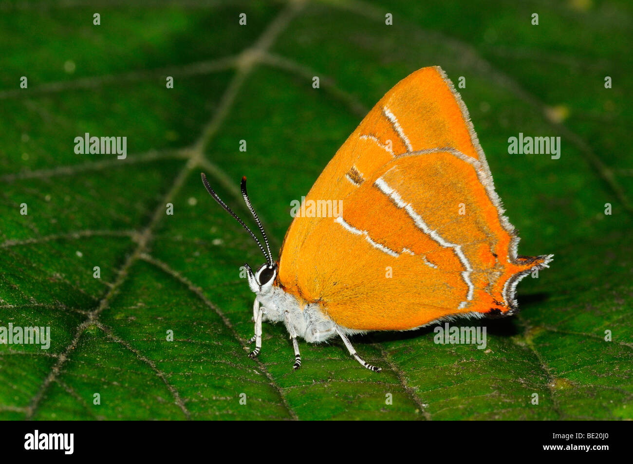 Brown Hairstreak Butterfly (Thecla betulae) in appoggio sulla lamina, Oxfordshire, Regno Unito. Foto Stock
