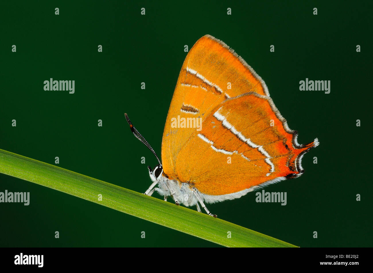 Brown Hairstreak Butterfly (Thecla betulae) in appoggio sulla lama di erba, Oxfordshire, Regno Unito. Foto Stock