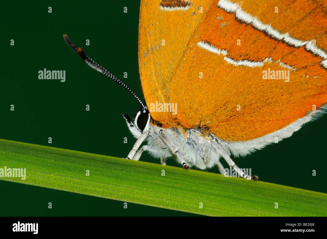 Brown Hairstreak Butterfly (Thecla betulae) in appoggio sulla lama di erba, Oxfordshire, Regno Unito. Foto Stock