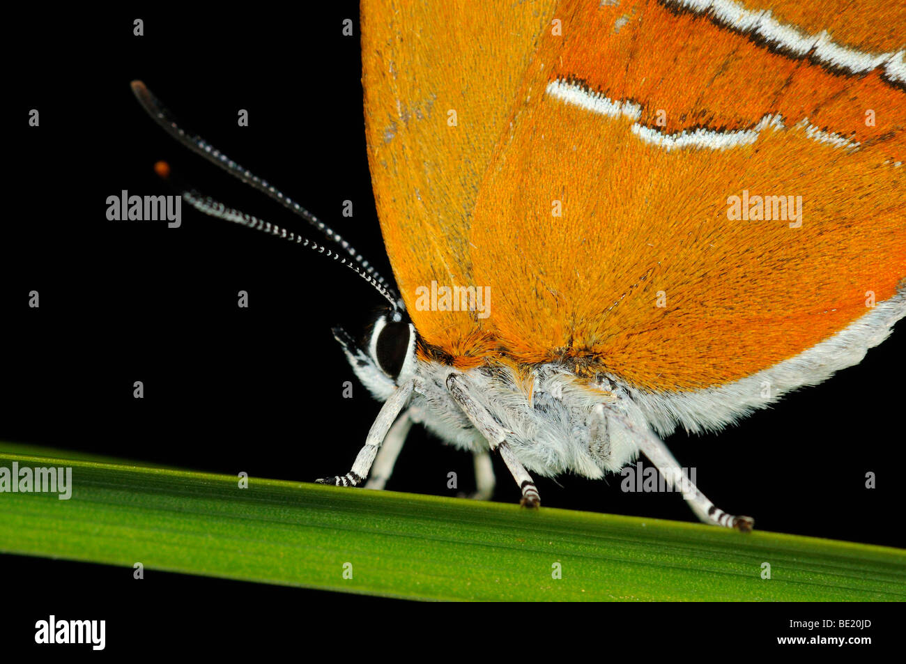Brown Hairstreak Butterfly (Thecla betulae) in appoggio sulla lama di erba, Oxfordshire, Regno Unito. Foto Stock