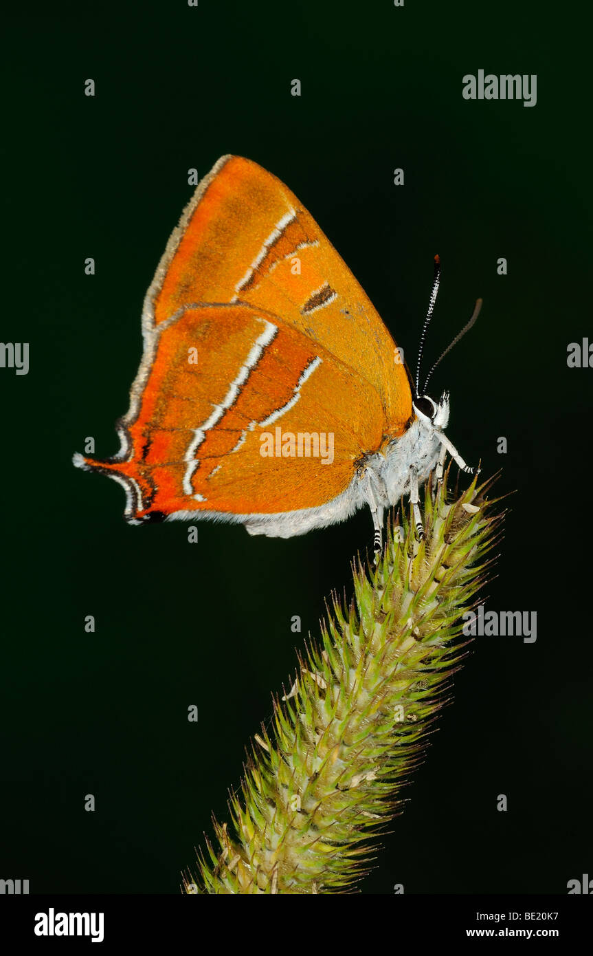 Brown Hairstreak Butterfly (Thecla betulae) in appoggio sull'erba seedhead, Oxfordshire, Regno Unito. Foto Stock