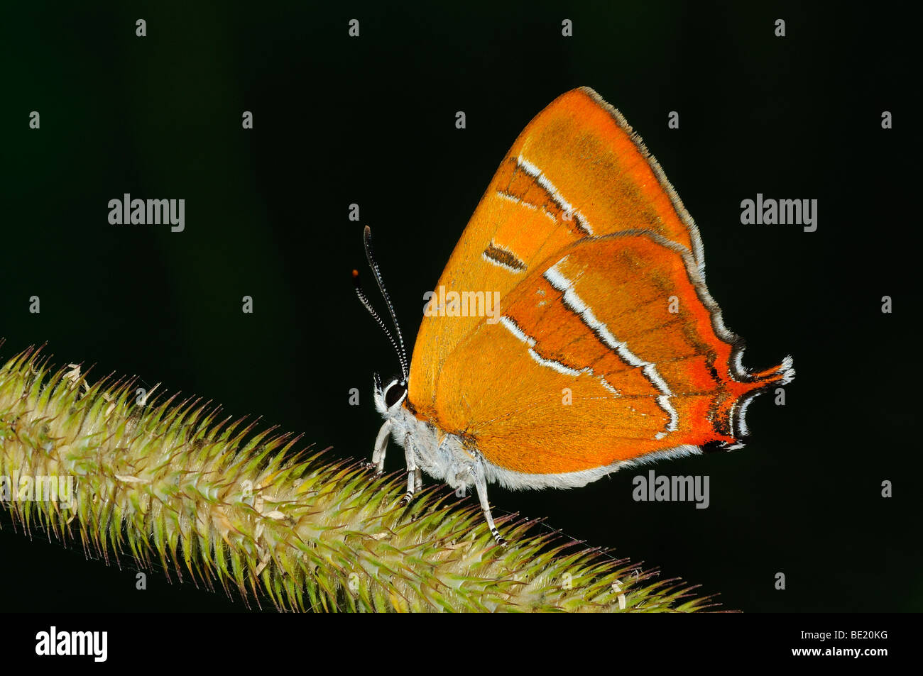 Brown Hairstreak Butterfly (Thecla betulae) poggiante su erba, Oxfordshire, Regno Unito. Foto Stock