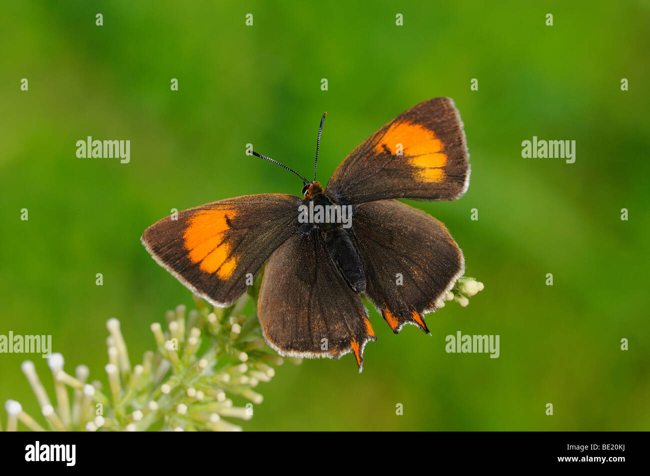 Brown Hairstreak Butterfly (Thecla betulae) di appoggio, ali esteso, Oxfordshire, Regno Unito Foto Stock