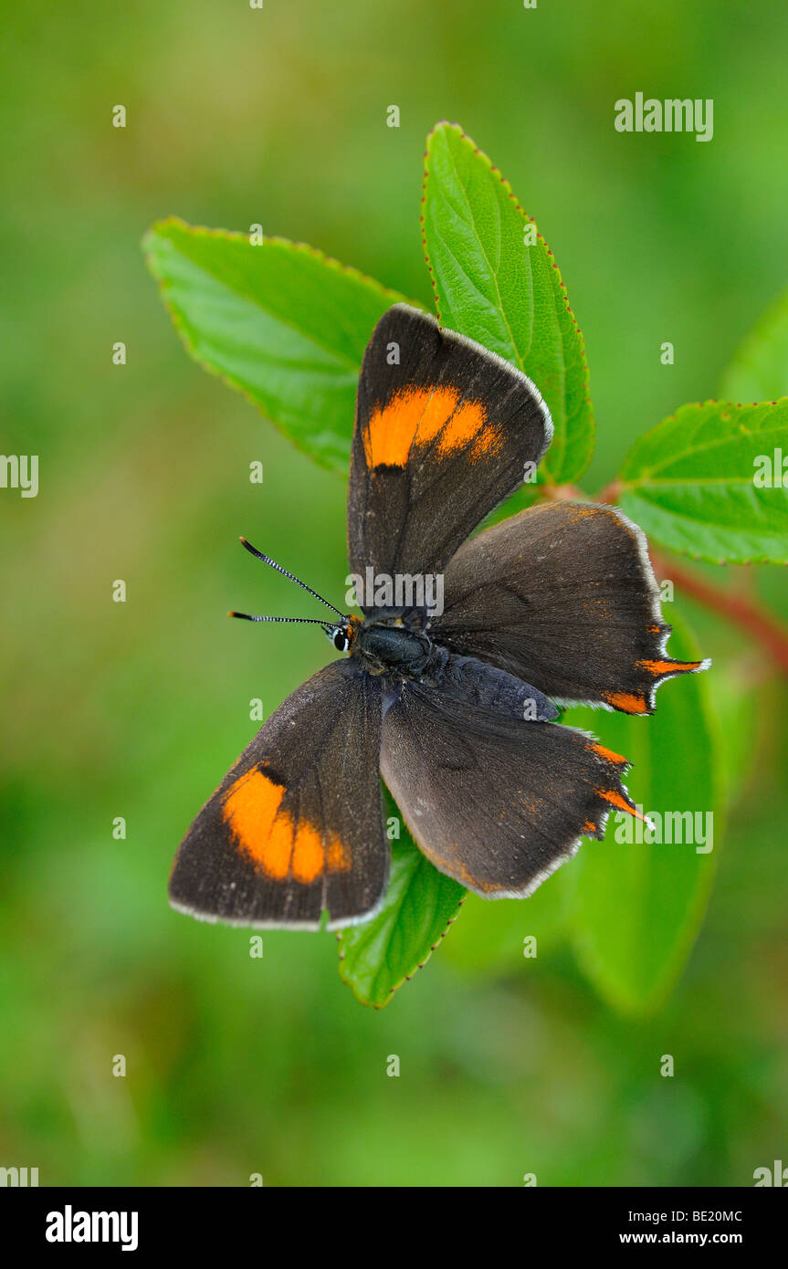 Brown Hairstreak Butterfly (Thecla betulae) di appoggio, ali esteso, Oxfordshire, Regno Unito. Foto Stock