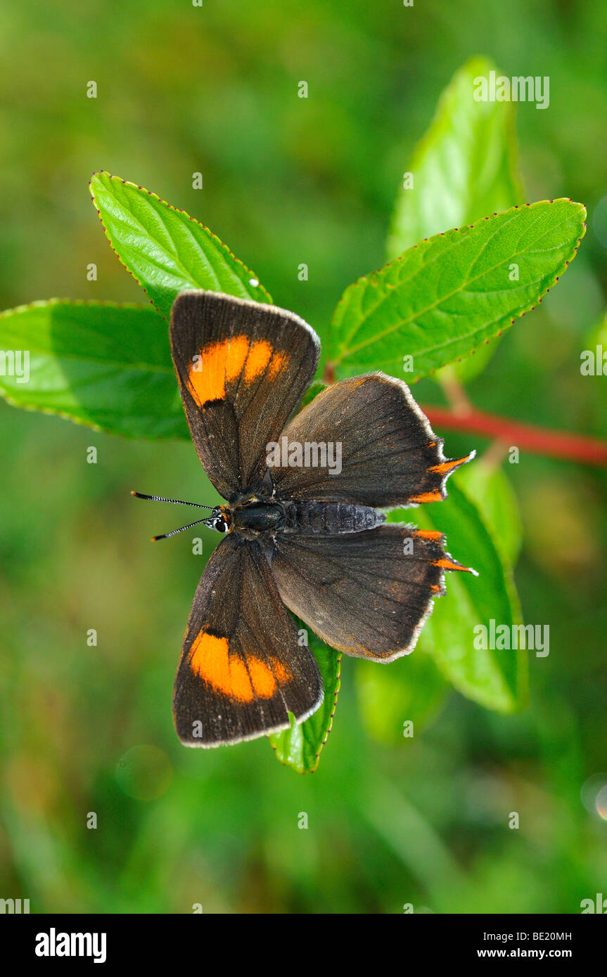 Brown Hairstreak Butterfly (Thecla betulae) di appoggio, ali esteso, Oxfordshire, Regno Unito. Foto Stock