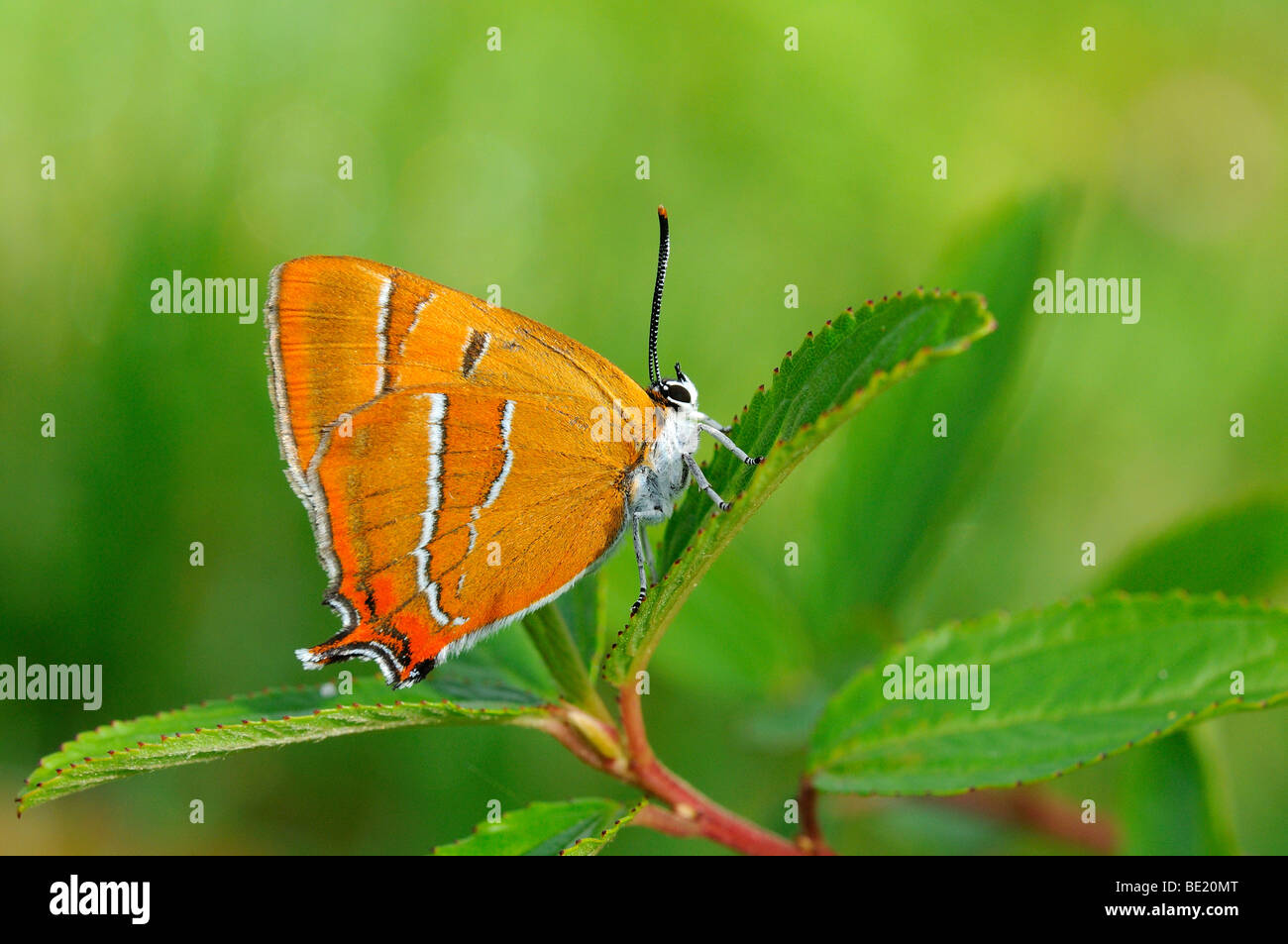 Brown Hairstreak Butterfly (Thecla betulae) in appoggio sulla lamina, Oxfordshire, Regno Unito. Foto Stock