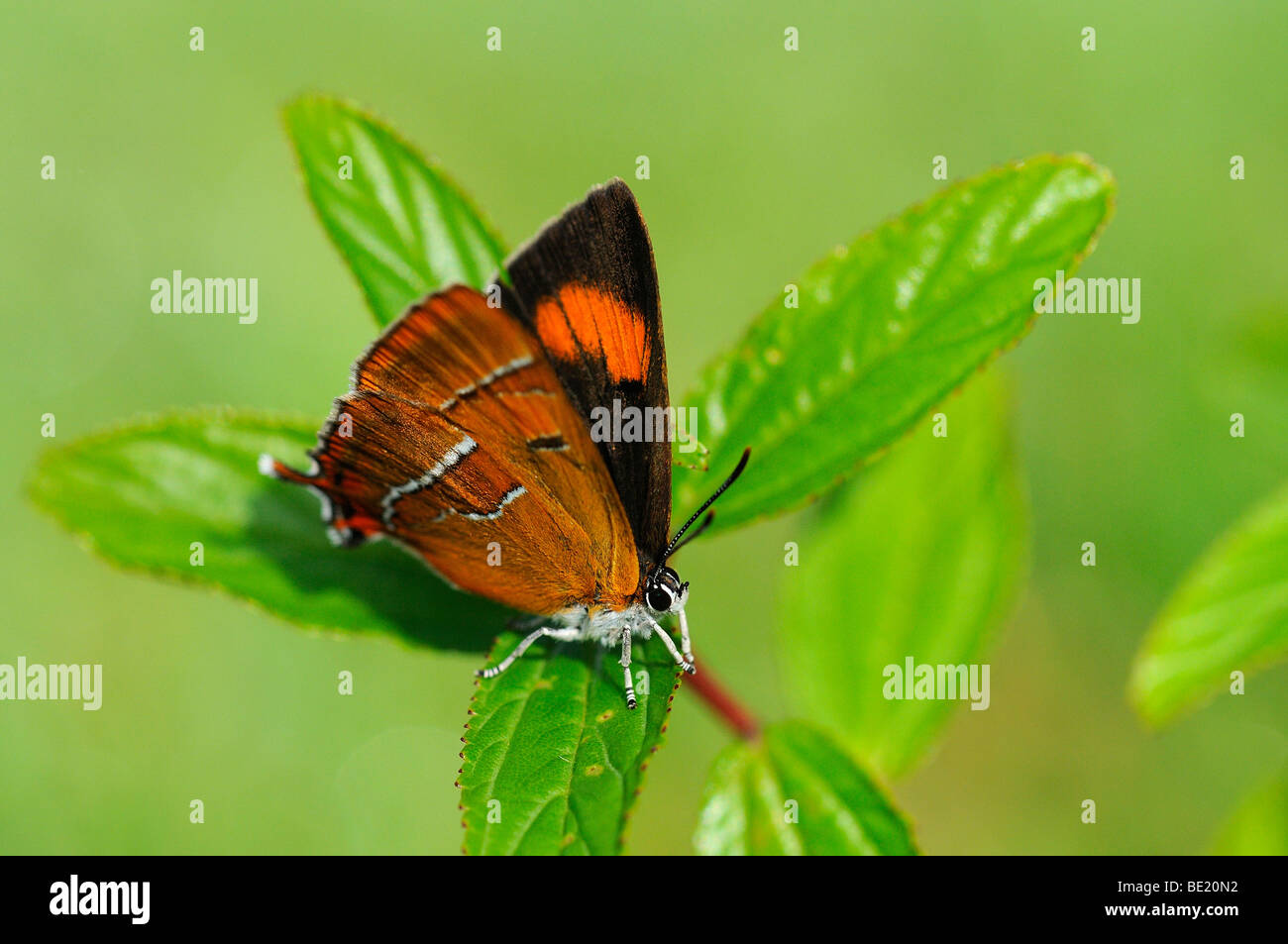Brown Hairstreak Butterfly (Thecla betulae) in appoggio sulla lamina, Oxfordshire, Regno Unito. Foto Stock