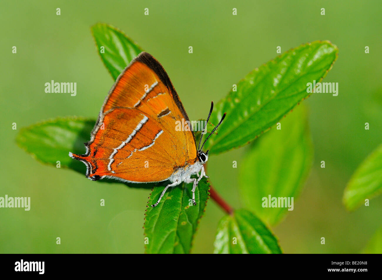 Brown Hairstreak Butterfly (Thecla betulae) in appoggio sulla lamina, Oxfordshire, Regno Unito. Foto Stock