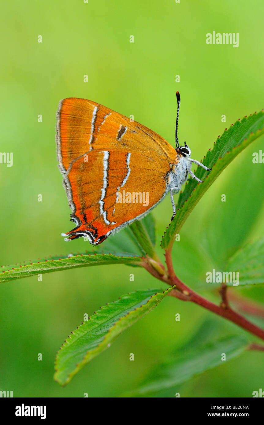 Brown Hairstreak Butterfly (Thecla betulae) in appoggio sulla lamina, Oxfordshire, Regno Unito. Foto Stock