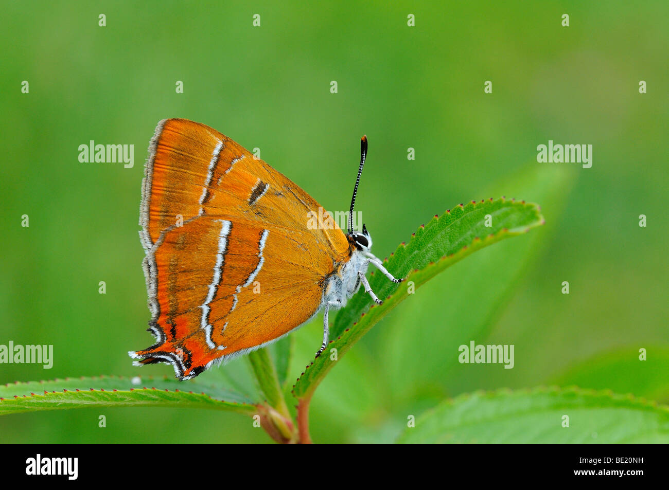 Brown Hairstreak Butterfly (Thecla betulae) in appoggio sulla lamina, Oxfordshire, Regno Unito. Foto Stock
