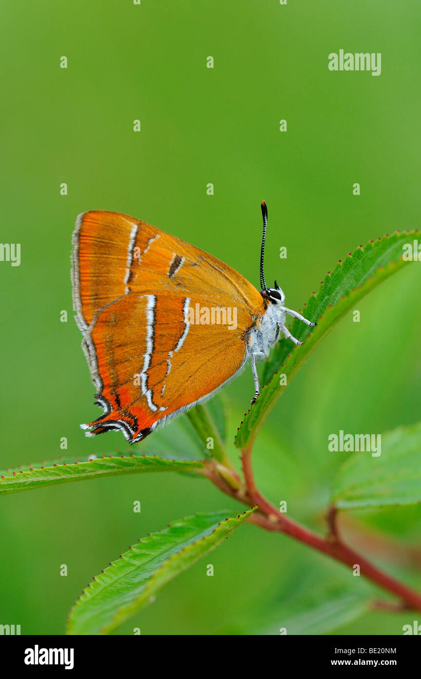 Brown Hairstreak Butterfly (Thecla betulae) in appoggio sulla lamina, Oxfordshire, Regno Unito. Foto Stock