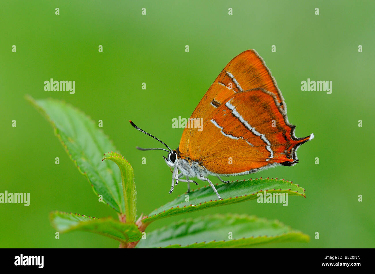 Brown Hairstreak Butterfly (Thecla betulae) in appoggio sulla lamina, Oxfordshire, Regno Unito. Foto Stock
