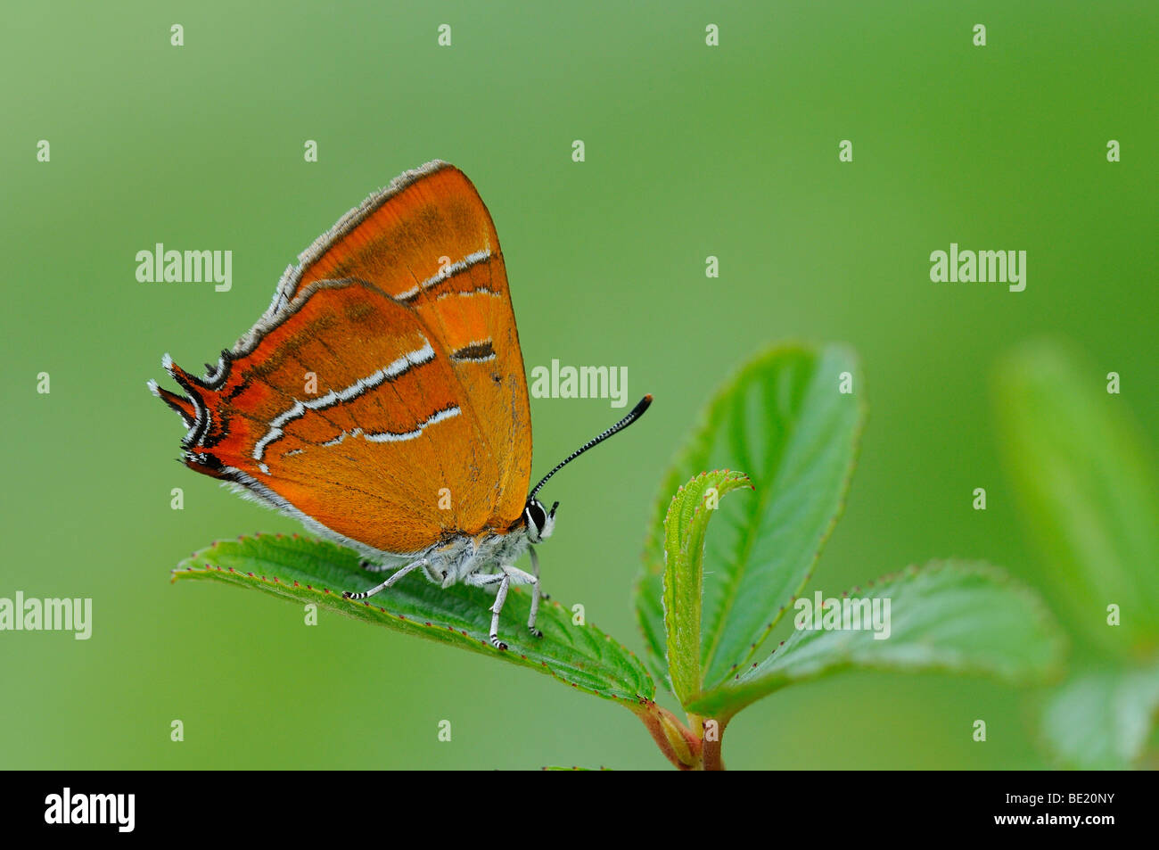 Brown Hairstreak Butterfly (Thecla betulae) in appoggio sulla lamina, Oxfordshire, Regno Unito. Foto Stock