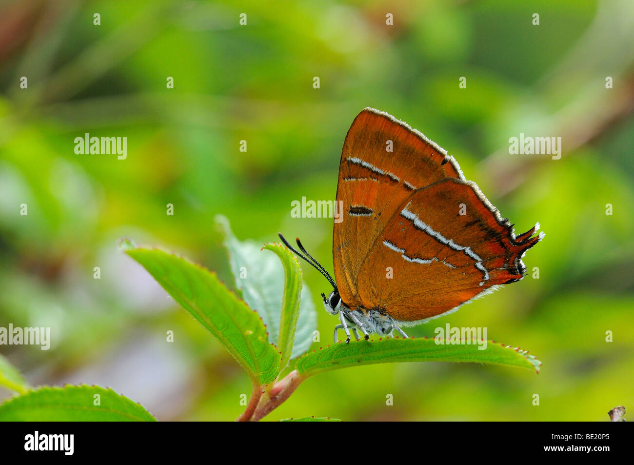Brown Hairstreak Butterfly (Thecla betulae) in appoggio sulla lamina, Oxfordshire, Regno Unito. Foto Stock