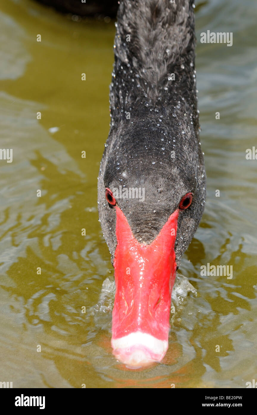Black Swan (Cygnus atratus) close-up, testa in acqua rovistando per cibo, Slimbridge, UK. Foto Stock