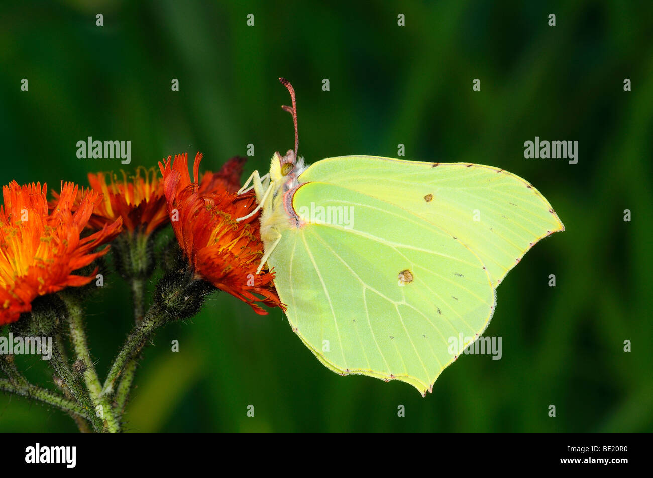 Brimstone Butterfly (Gonepteryx rhamni) poggiante su Fox e lupetti fiori, Oxfordshire, Regno Unito. Foto Stock