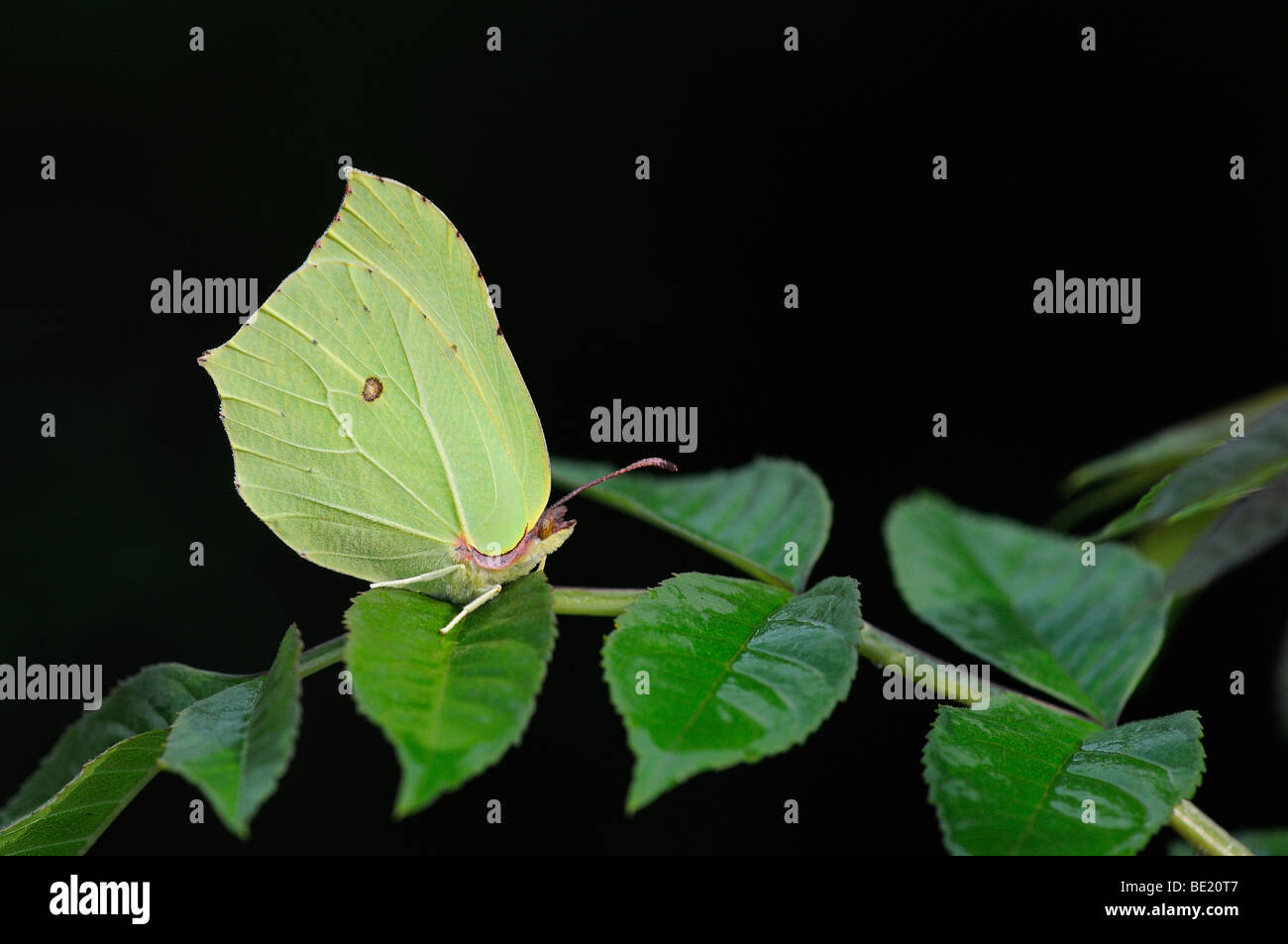 Brimstone Butterfly (Gonepteryx rhamni) in appoggio sulla lamina, Oxfordshire, Regno Unito. Foto Stock