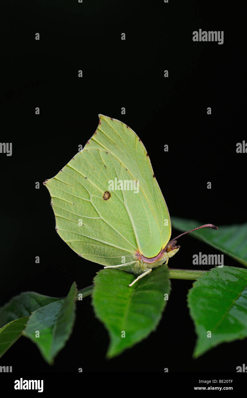 Brimstone Butterfly (Gonepteryx rhamni) in appoggio sulla lamina, Oxfordshire, Regno Unito. Foto Stock