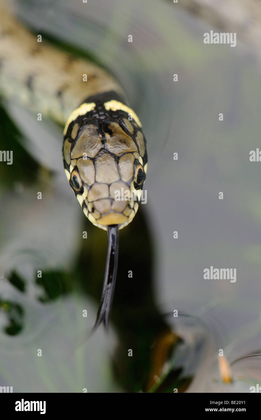 Biscia dal collare (Natrix natrix) giovani hatchling, vista di testa da sopra, Oxfordshire, Regno Unito. Foto Stock