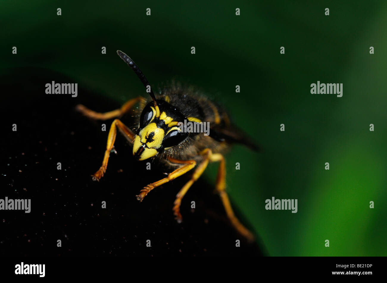 Wasp comune (Vespa vulgaris) in appoggio sul prugna, Oxfordshire, Regno Unito. Foto Stock