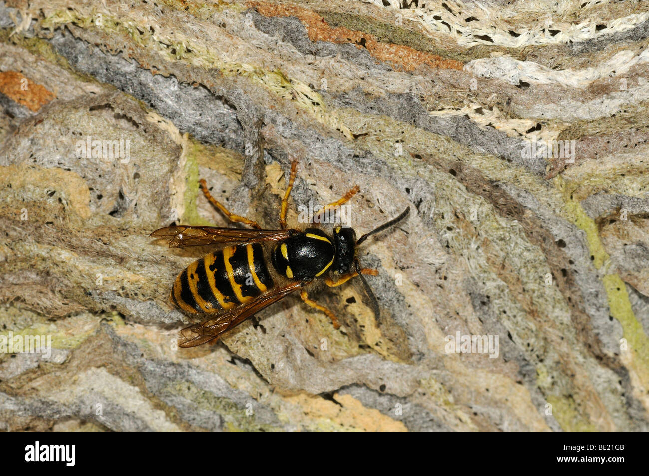 Wasp comune (Vespa vulgaris) in appoggio sul nido, Oxfordshire, Regno Unito. Foto Stock