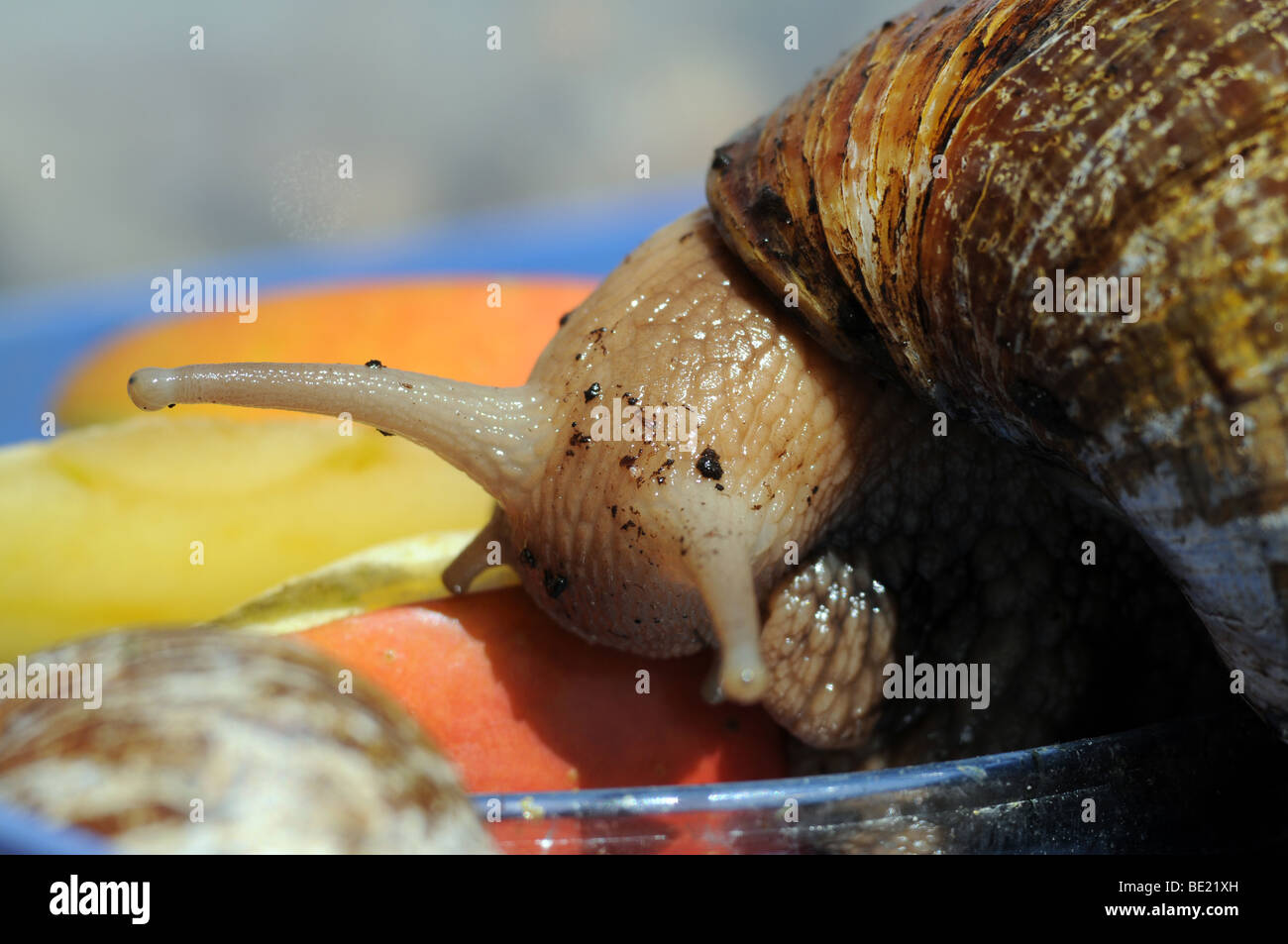 Oriente terra africana anche lumaca gigante chiamato terra africana - lumaca Achatina fulica Foto Stock