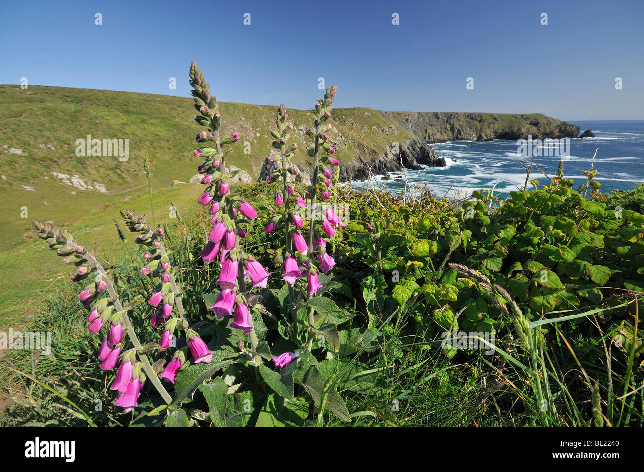 Foxglove - Digitalis purpurea Ogo-Dour Cove e testa Vellan, Predannack, lucertola, Cornwall Foto Stock