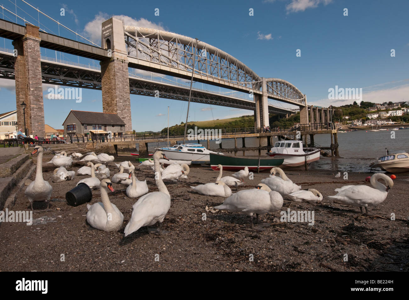 I cigni al Waterfront Saltash Cornovaglia Foto Stock