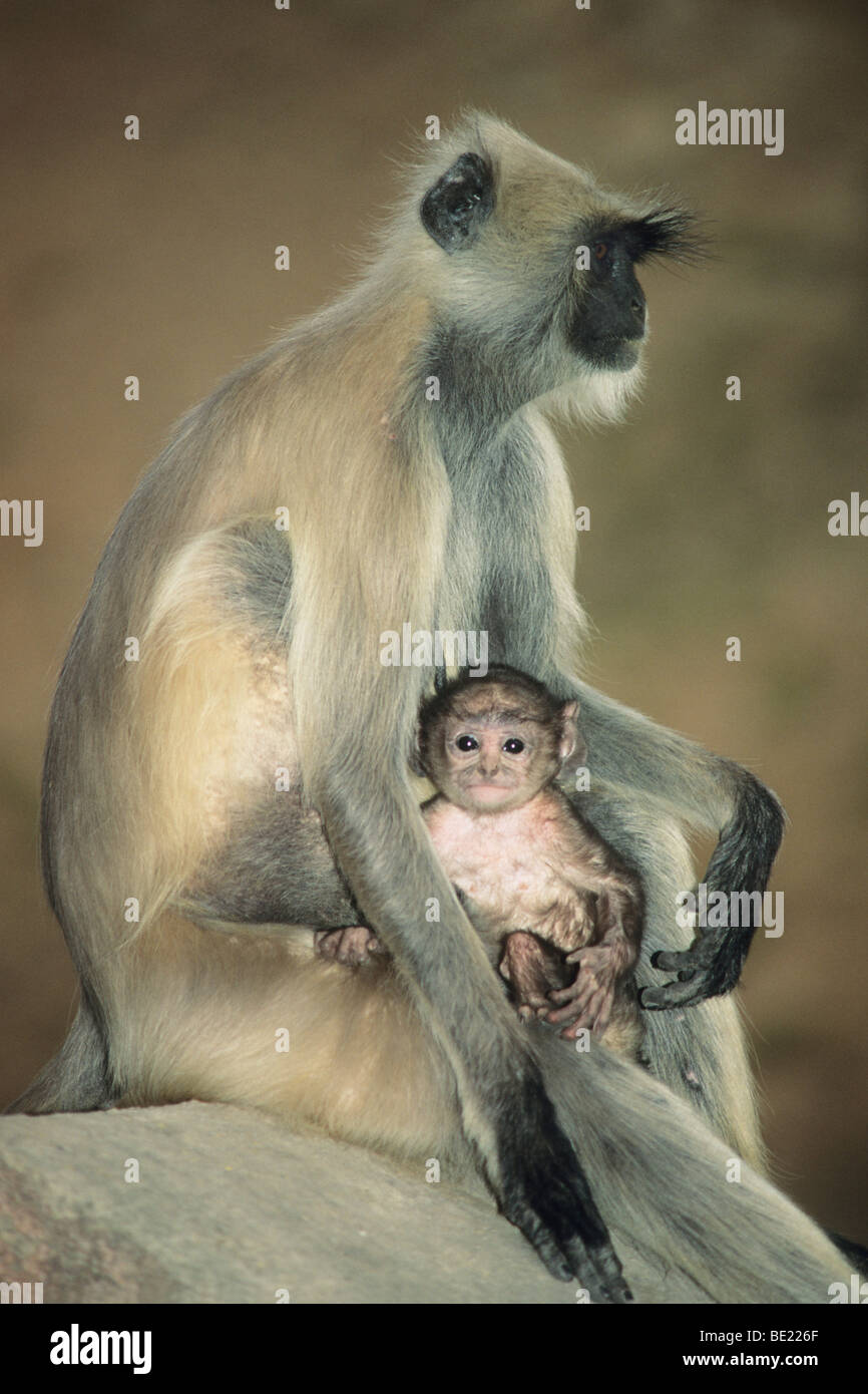 Grigio Hanuman Langur Monkey, (Semnopithecus entellus), la madre e il bambino, Ambra Fort, Rajasthan, India. Foto Stock