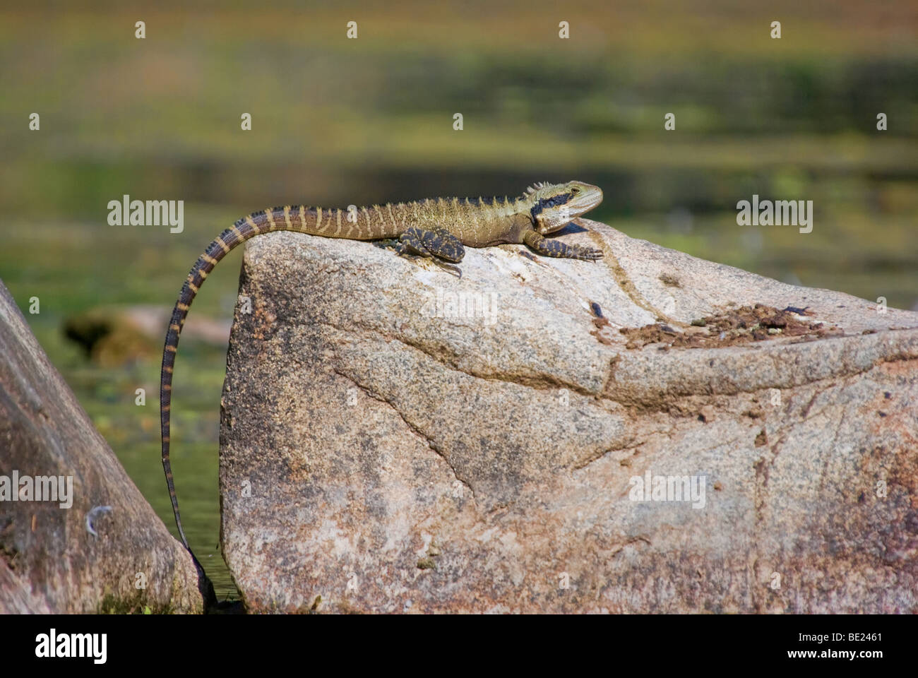 Drago easternwater lizard si siede su una roccia Foto Stock