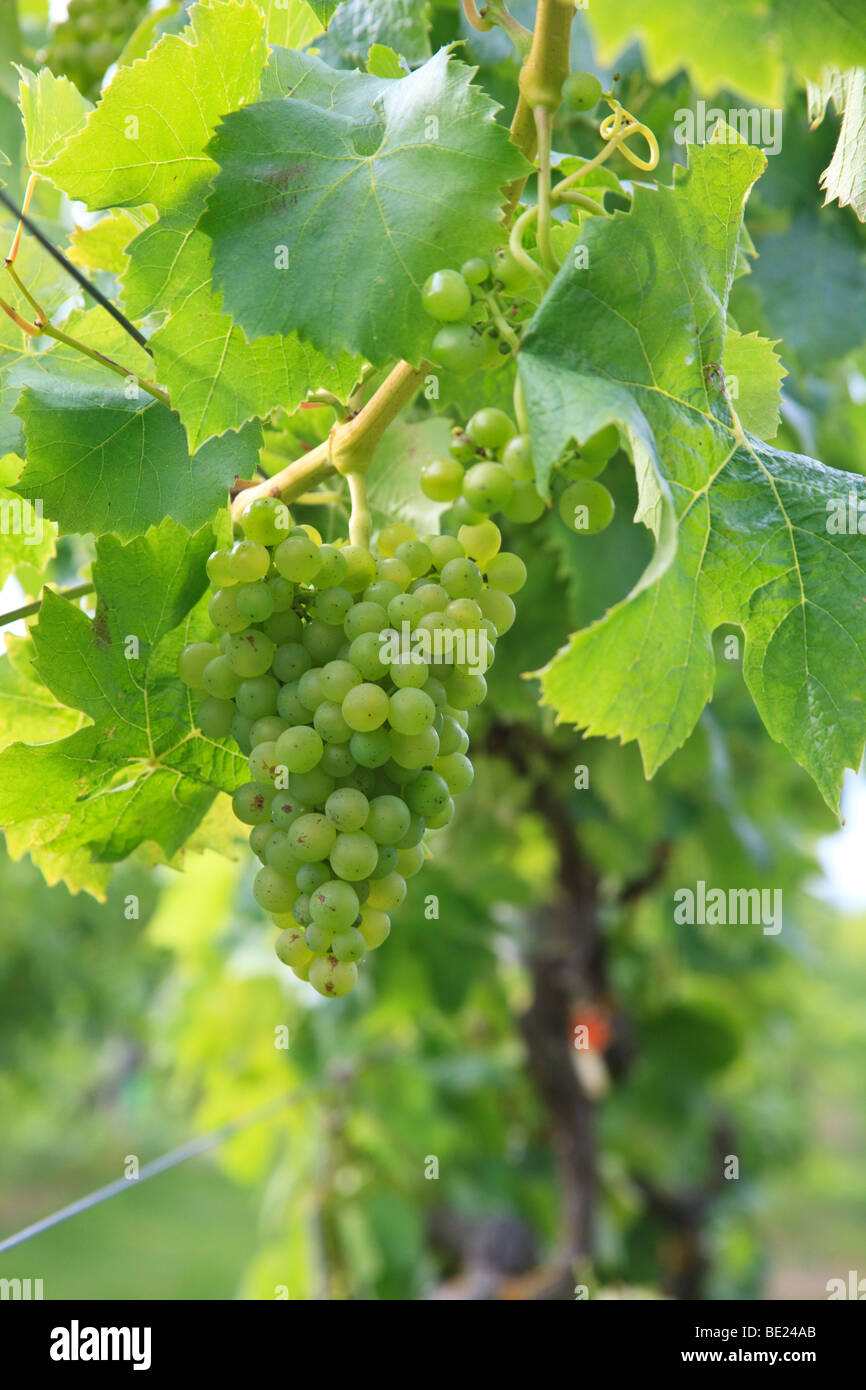 Grappolo di uva per Pinot Grigio vino al Chilford Hall Vineyard in Essex. Foto Stock