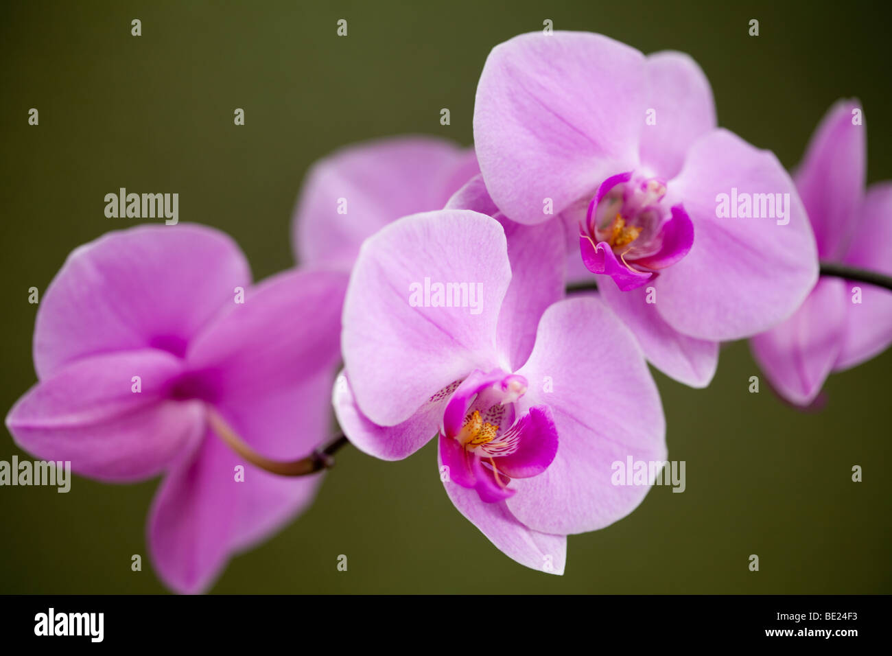 Mazzo di orchidee rosa insieme contro un verde, al di fuori della messa a fuoco lo sfondo Foto Stock