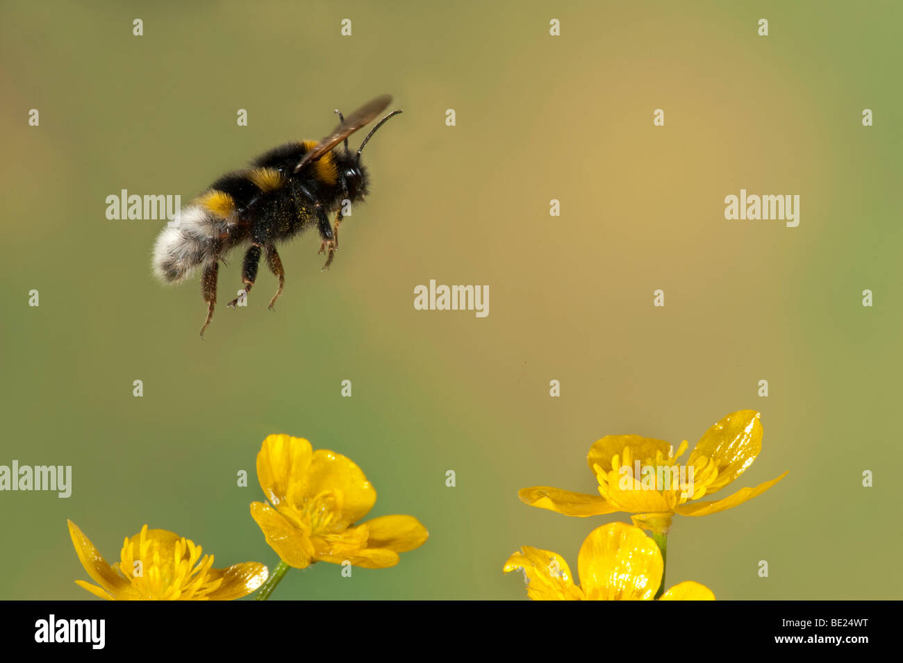 Bumble Bee Bombus Hortorum battenti ranuncolo giallo fiori alta velocità tecnica fotografica Foto Stock