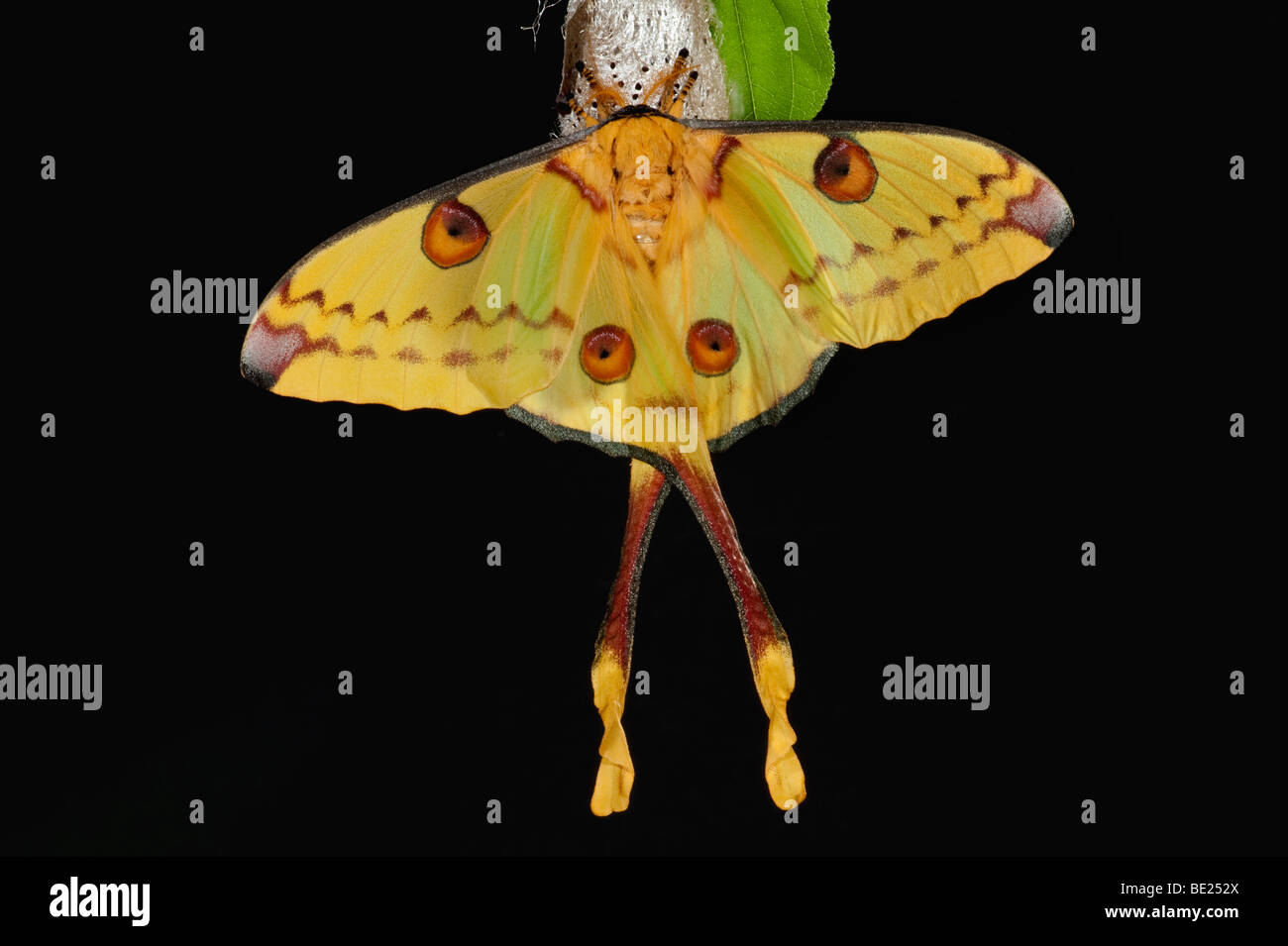 Comet Moth Argema mittrei femmina su cocoon case gialla code lunghe Foto Stock