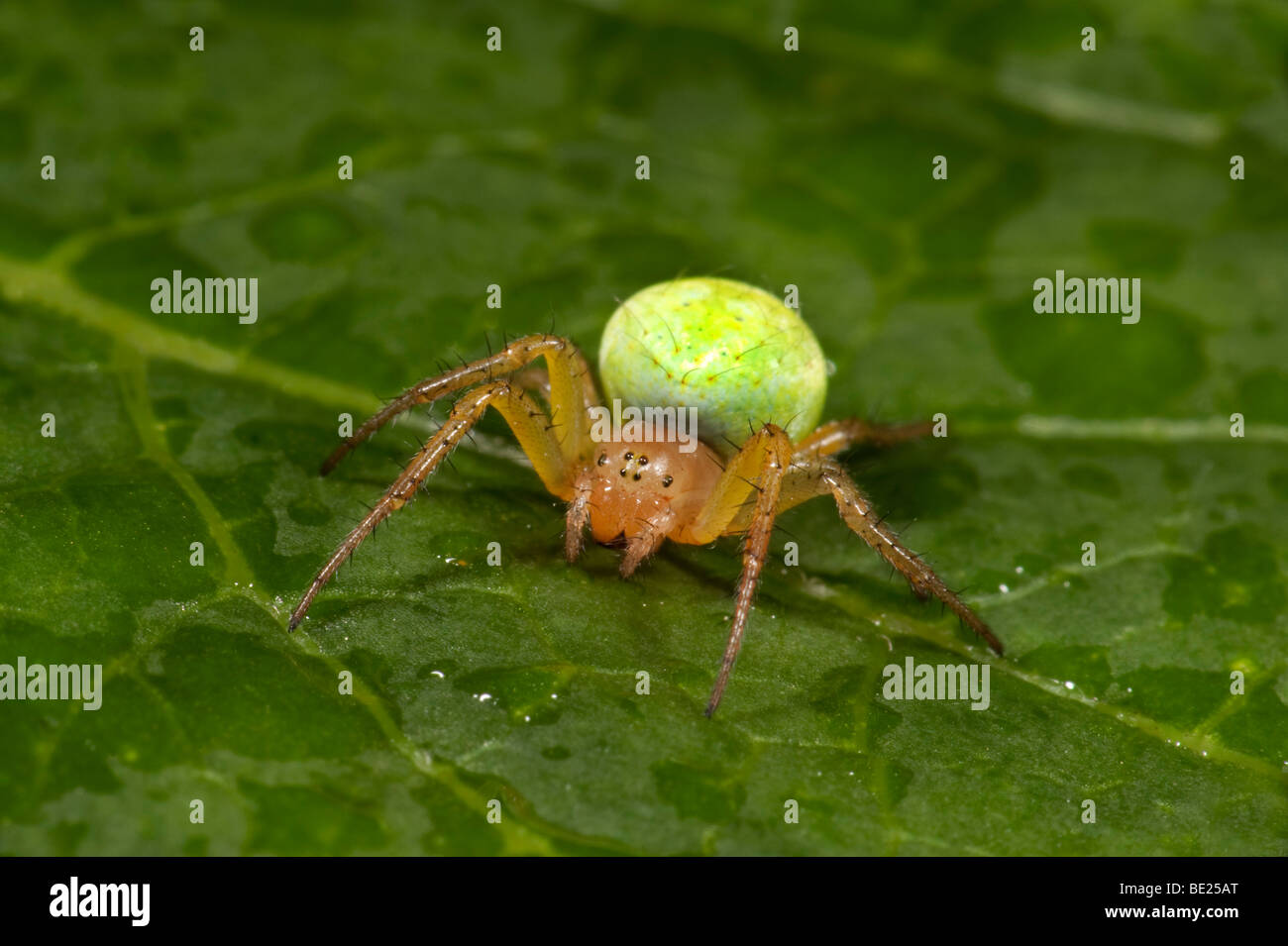 Il cetriolo o verde Orb Weaver Spider Araniella cucurbitina su foglie in giardino verde brillante addome Foto Stock