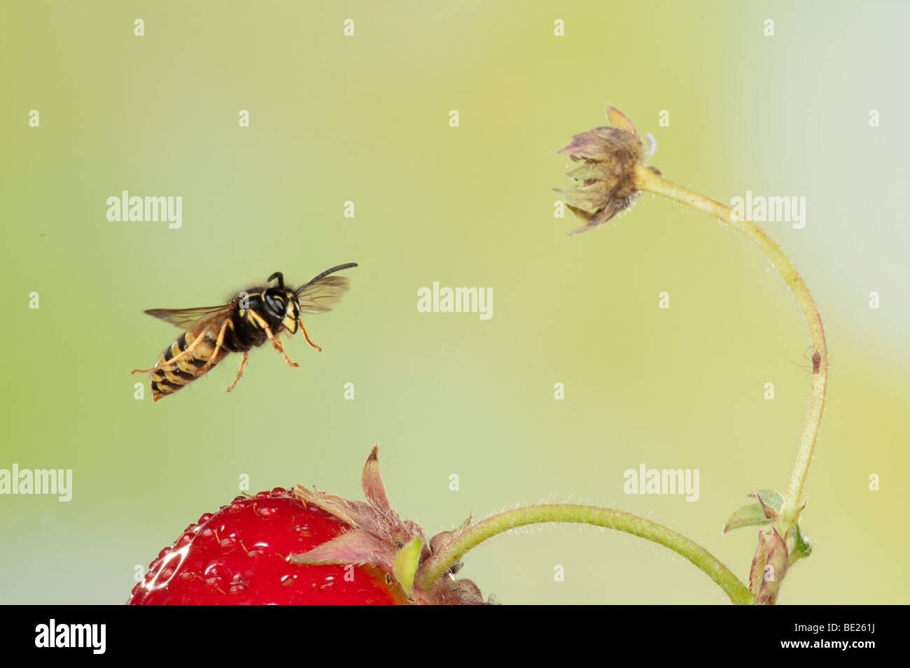 Norwegian Wasp Vespula norvegica in volo su frutta fragola il volo libero ad alta velocità tecnica fotografica Foto Stock