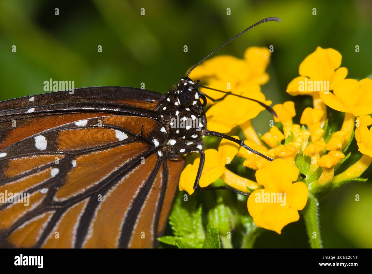 Un milkweed butterfly (queen) raccoglie il nettare tra alcuni fiori locali. Foto Stock