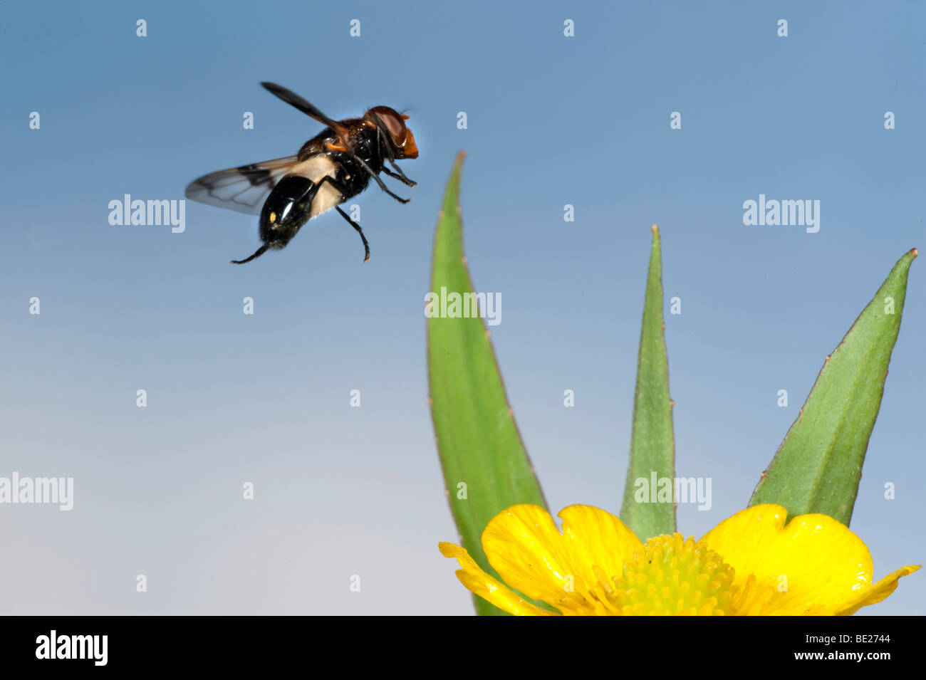 Hoverfly Volucella pellucens In volo il volo libero ad alta velocità tecnica fotografica Foto Stock