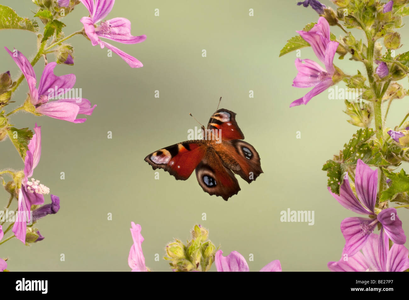 Farfalla pavone Inachis io In volo il volo libero ad alta velocità tecnica fotografica Foto Stock