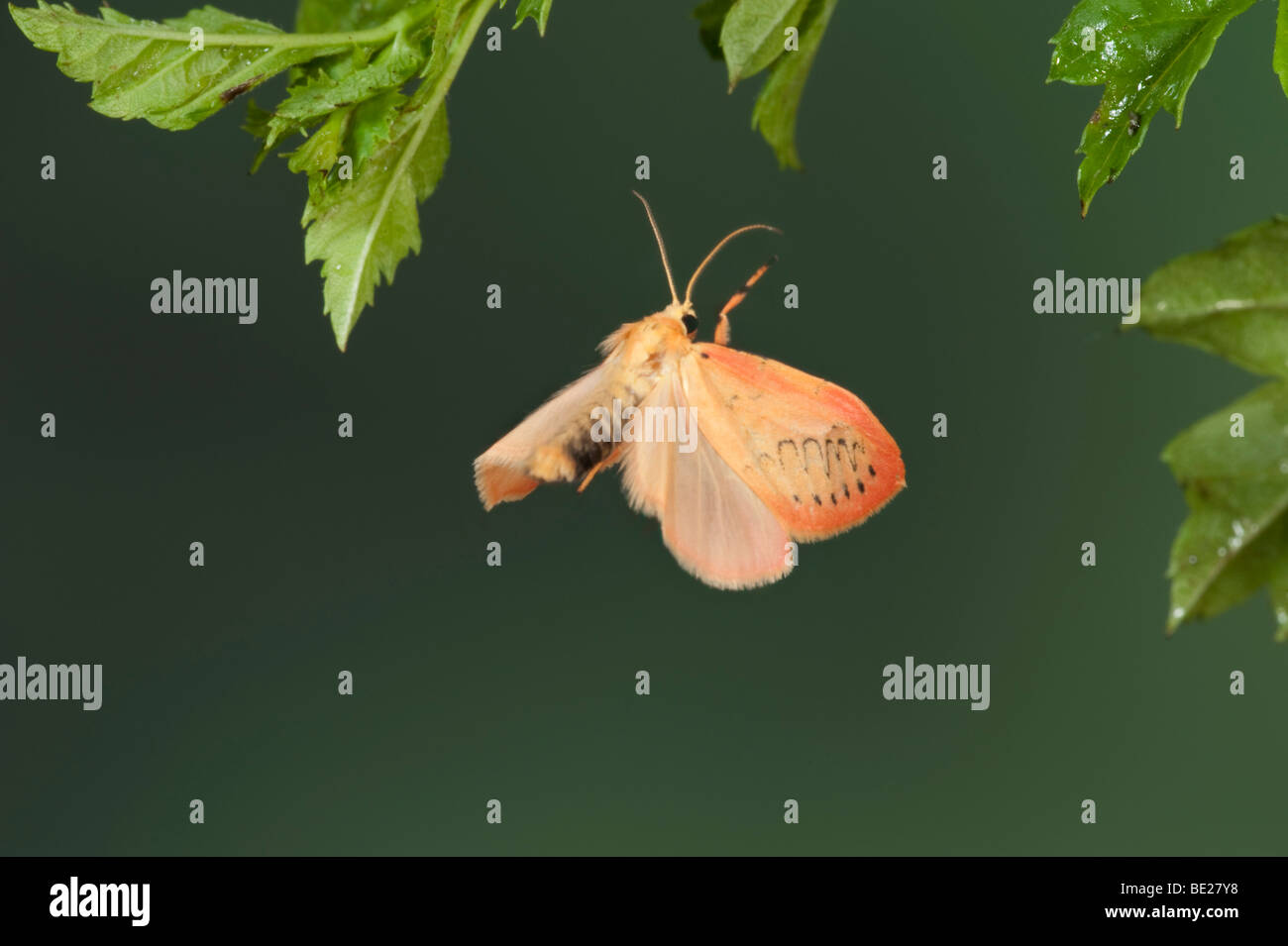 Rosy un fante Moth Miltochrista miniata in volo il volo libero ad alta velocità tecnica fotografica Foto Stock