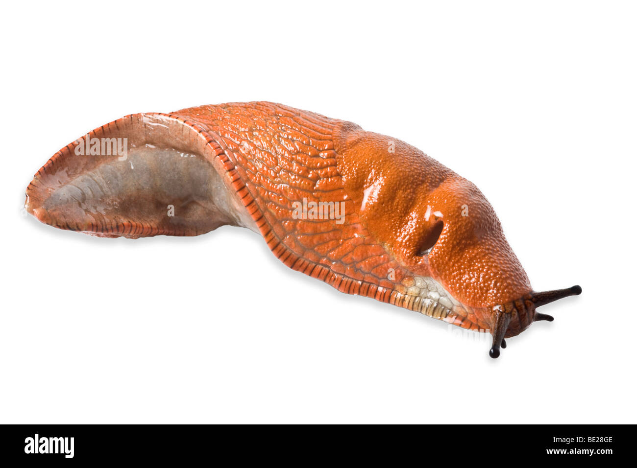 Un rosso slug (Arion rufus) fotografato in studio. Limace rouge (Arion rufus) photographiée en studio. Foto Stock