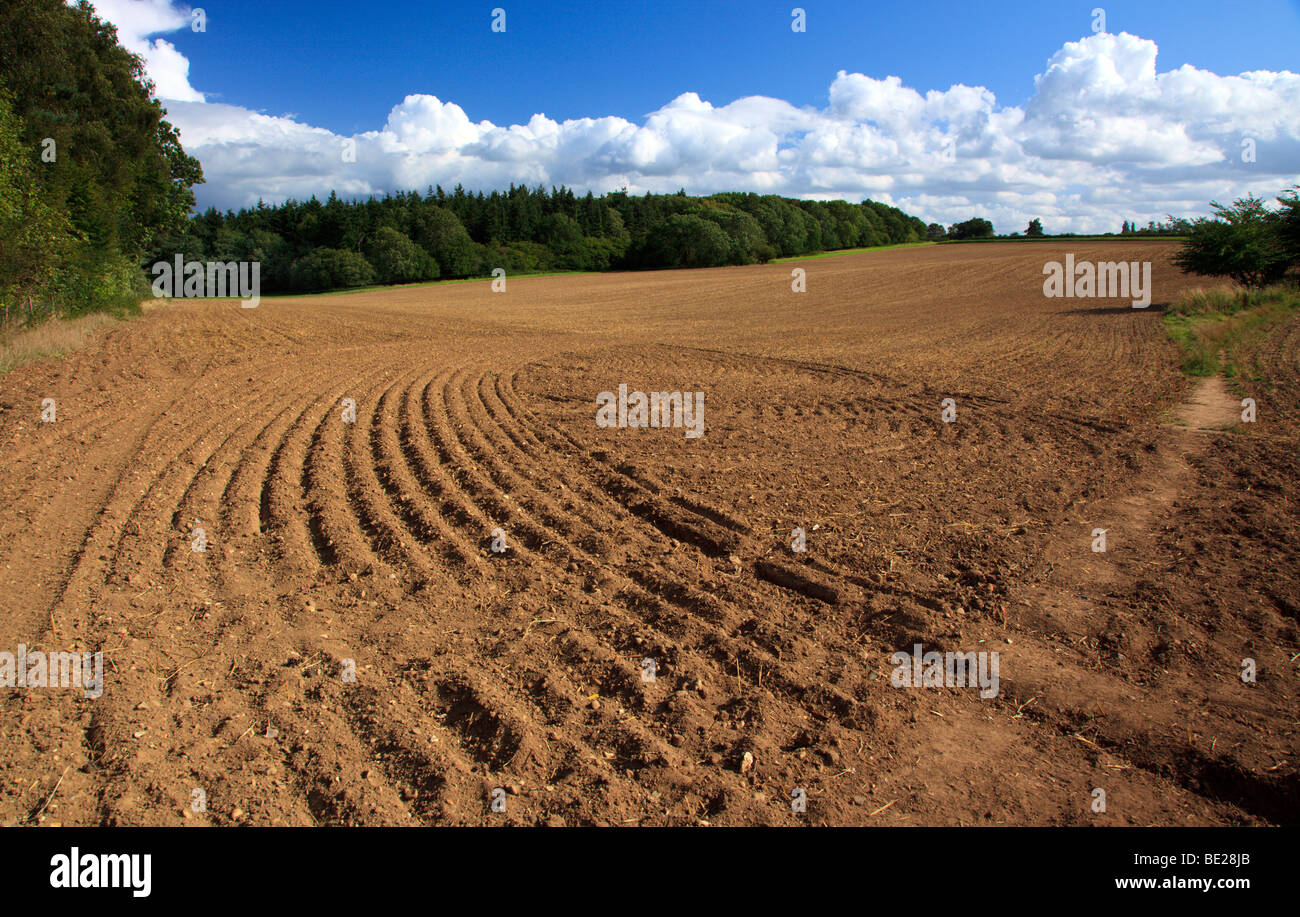 Raccolte campo arato e ri-seminò in The Chiltern Hills Oxfordshire England Regno Unito Foto Stock