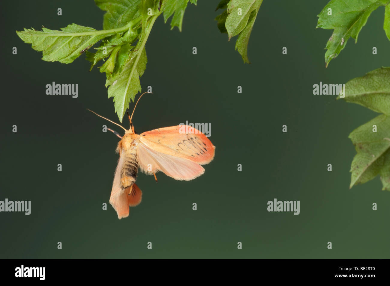 Rosy un fante Moth Miltochrista miniata in volo il volo libero ad alta velocità tecnica fotografica Foto Stock
