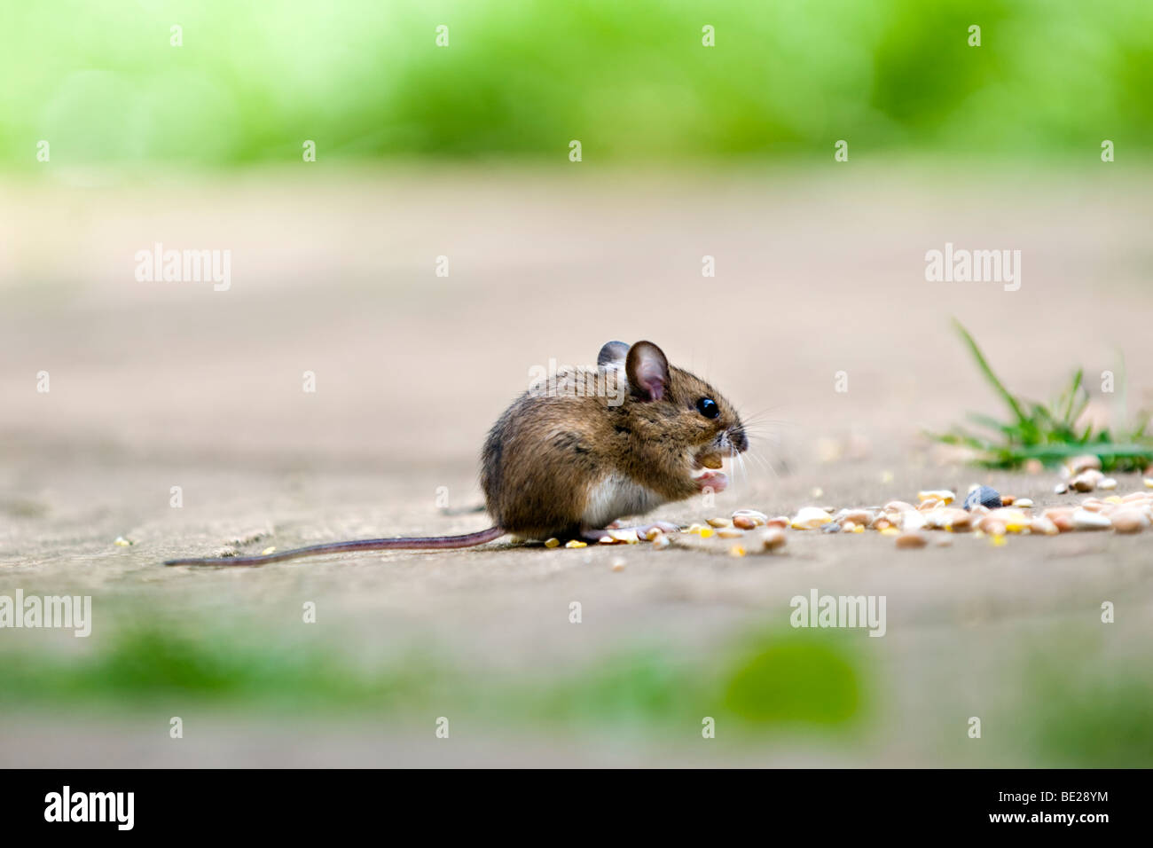 Mouse di legno, noto anche come campo o long-tailed mouse mangiare semi di uccello sul patio nel giardino con fuori fuoco sfondo Foto Stock