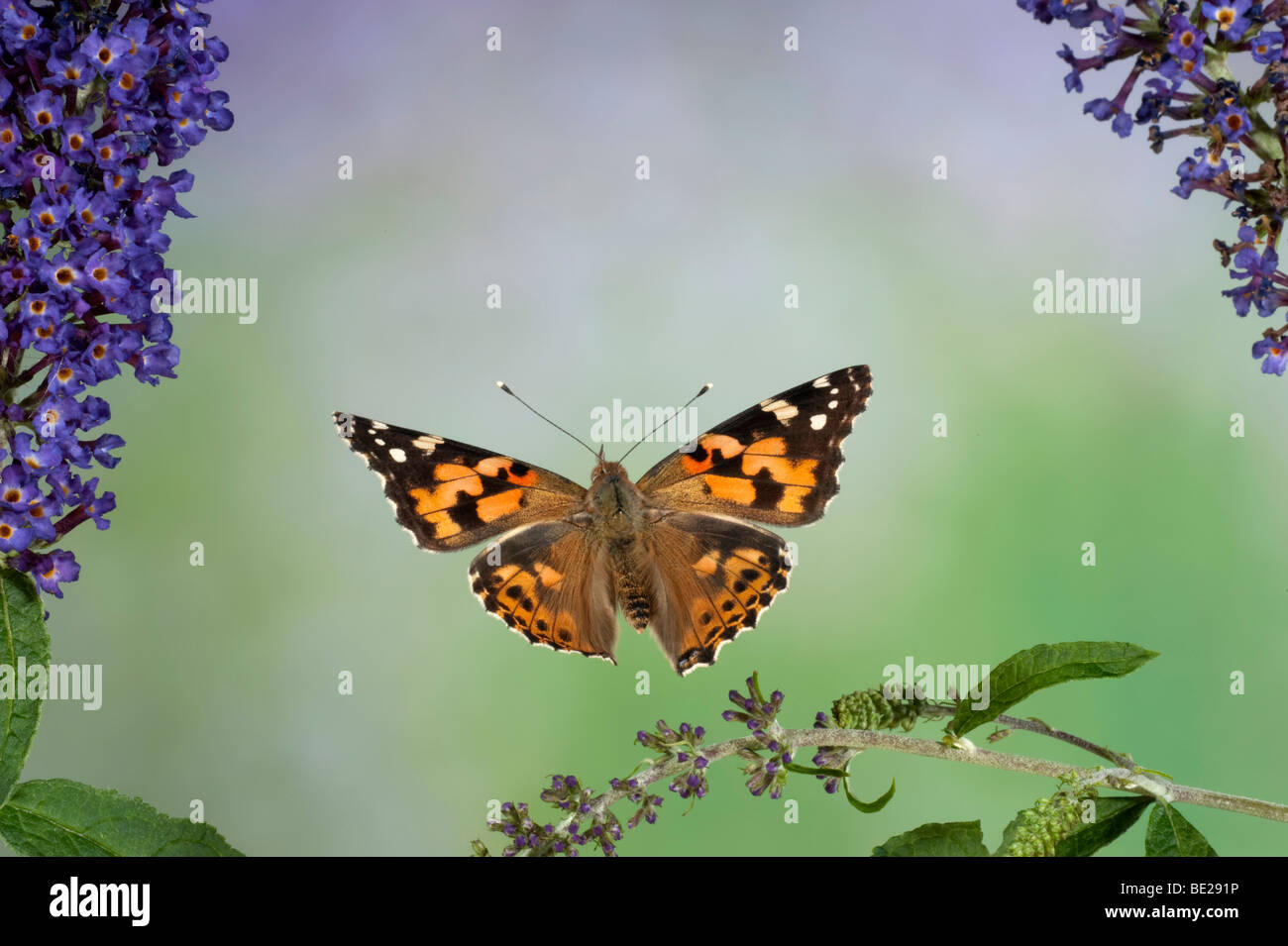 Dipinto di Lady Butterfly Cynthia cardui adulto in volo ad alta velocità tecnica fotografica sorvolano buddelia migrante a REGNO UNITO Foto Stock